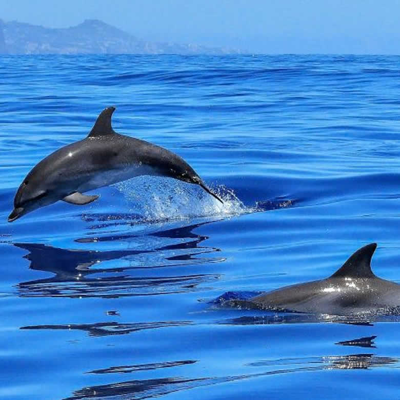 delfines